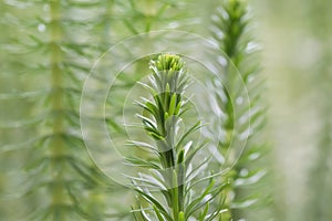 Mareâs-tail Hippuris vulgaris, plants in a pond photo